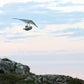 Volo con idrovolante - VIESTE